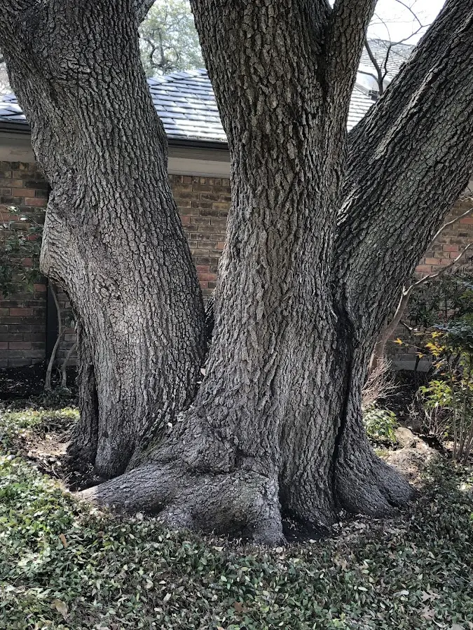 Mature heritage tree close to a Vandalia property cared for by certified arborists